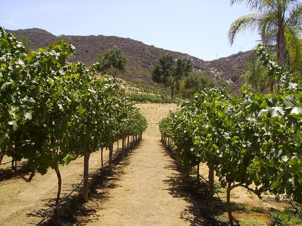 Vineyard Hacienda Hotel Spring Valley  Bagian luar foto